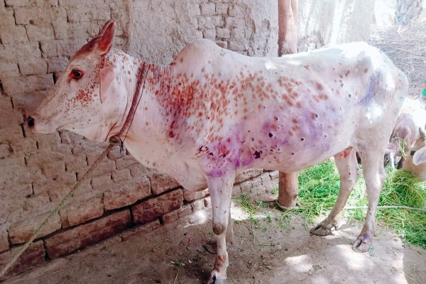 सुस्तापूर्वमा ‘लम्पी स्किन’ बाट चार सय गाईभैँसी मरे